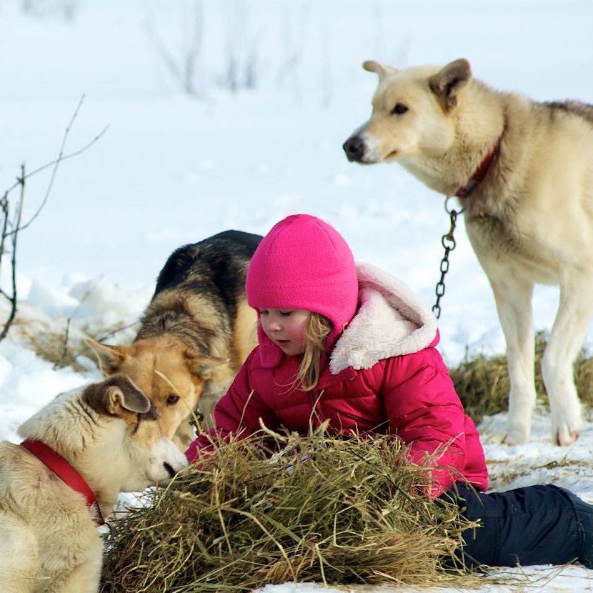 Kids hats for extreme cold weather-child playing with sled dogs in northern british columbia canada. Polartec Fleece Snowball hat by puffin gear for cold weather outdoor play.