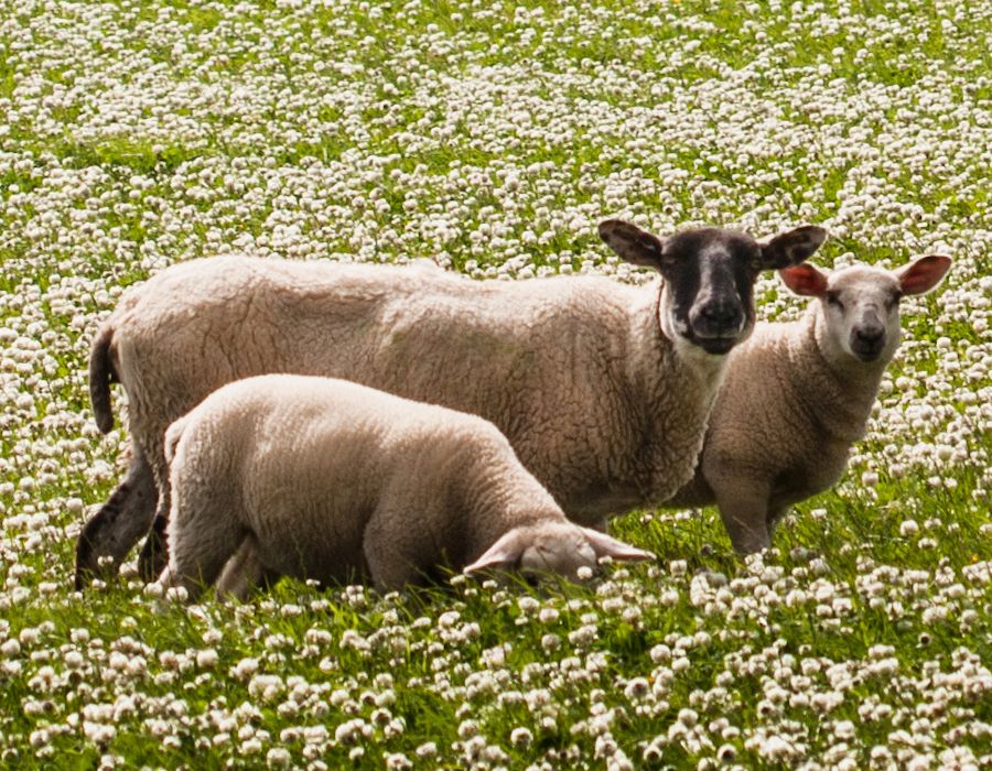 Grazing Sheep in Outer Hebredies of Scotland-Harris Tweed Hats by Puffin Gear