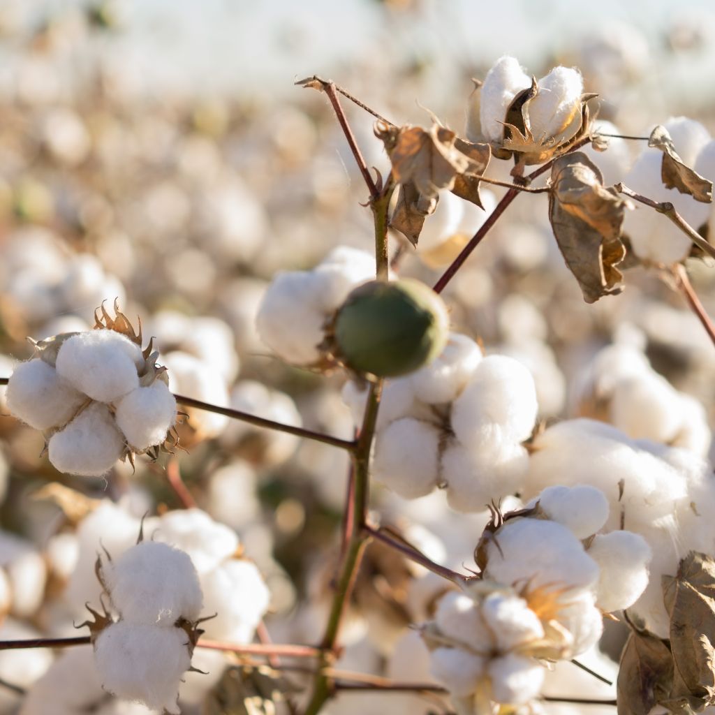 Organic Cotton Field in Full Bloom