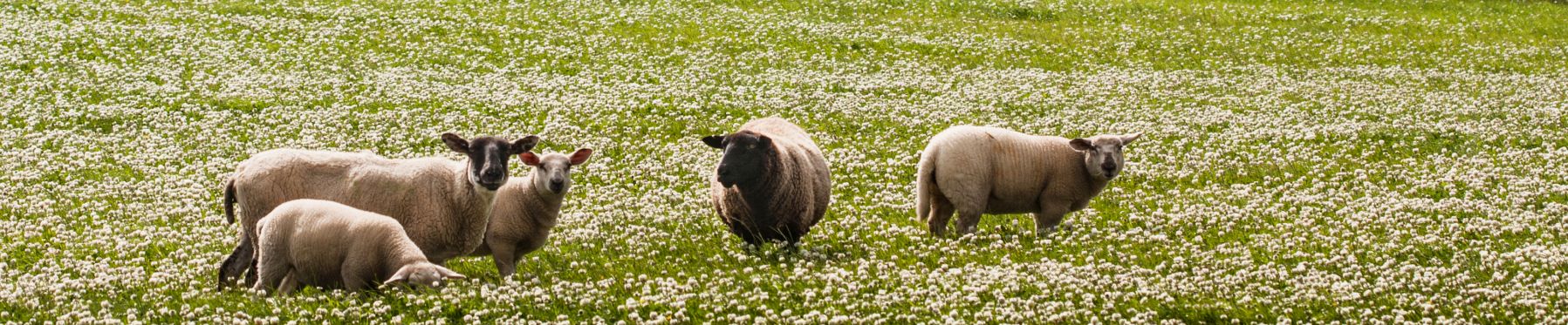 Grazing Sheep on Isle of Skye-Outer Hebredies-Harris Tweed Hand Woven-Puffin Gear Harris Tweed Hats